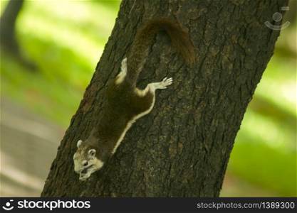 The squirrels are climbing on high trees in the park.