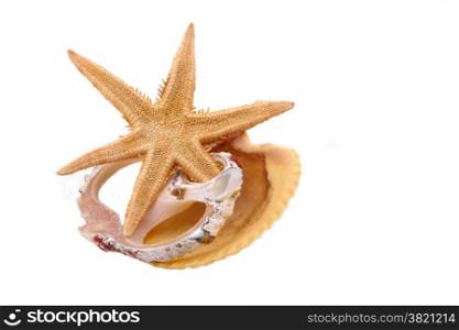 The Starfish and Shell on the white background