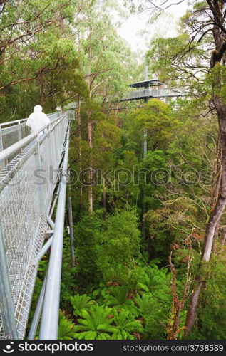 The steel walkway Otway Fly in the Rainforest up to 30 meters above ground level,Great Ocean Road, Australia