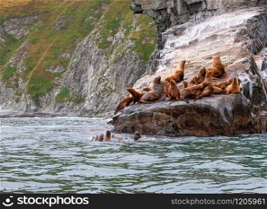 The Steller Sea Lion (Eumetopias jubatus) on rock in Kamchatka peninsula. Steller Sea Lion on rock in Kamchatka peninsula