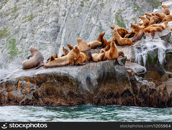 The Steller Sea Lion (Eumetopias jubatus) on rock in Kamchatka peninsula