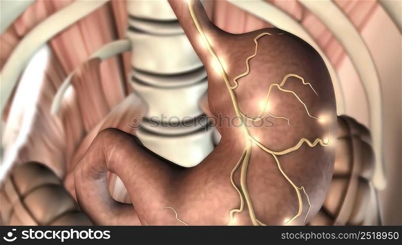 The stomach secretes acid and enzymes that digest food. Ridges of muscle tissue called rugae line the stomach. 3D illustration. Stomach secretes acid and enzymes that digest food