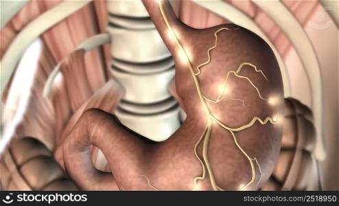 The stomach secretes acid and enzymes that digest food. Ridges of muscle tissue called rugae line the stomach. 3D illustration. Stomach secretes acid and enzymes that digest food
