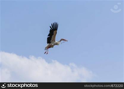 the stork with the weed flies to make a nest.