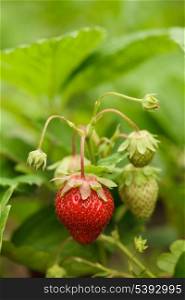 The strawberry bush closeup in a garden