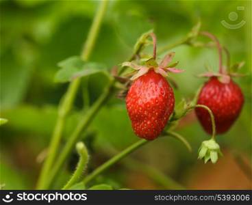 The strawberry bush closeup in a garden