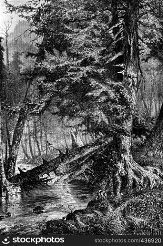 The stream of mockingbirds. Do perch, vintage engraved illustration. Journal des Voyages, Travel Journal, (1880-81).