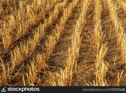 The stubble of the wheat field is harvested.. Harvested wheat field