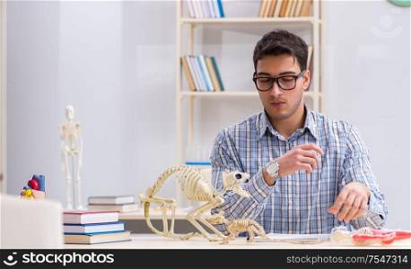 The student doctor studying animal skeleton. Student doctor studying animal skeleton