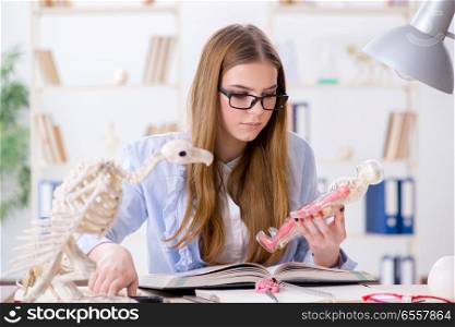 The student examining animal skeleton in classroom. Student examining animal skeleton in classroom