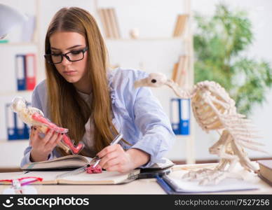 The student examining animal skeleton in classroom. Student examining animal skeleton in classroom