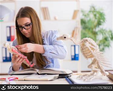 The student examining animal skeleton in classroom. Student examining animal skeleton in classroom