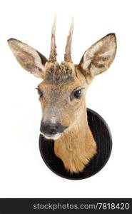 The stuffed head of a young roe deer