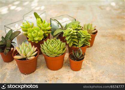 The Succulents - little happiness. Excellent group of various succulents in pots. Garden decoration for the soul. The Succulents - little happiness
