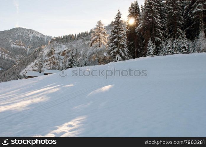 The sun appearing behind trees, in an alpine region of Northern Italy