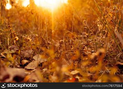 The sun at sunset shines through the autumn grass covered with fallen leaves. Autumn mood and colors.. The sun shines at sunset through the autumn grass