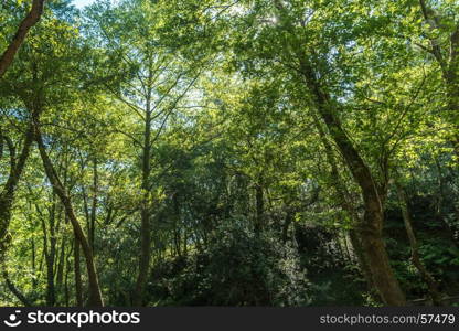 The sun beautifully illuminating the green treetops of tall trees in a forest clearing panorama shot