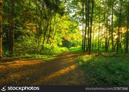 the sun&rsquo;s rays at dawn in the green forest