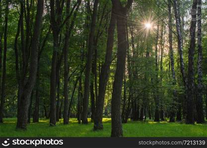 the sun&rsquo;s rays break through the thicket of the forest through the branches and trunks of trees on a sunny summer da. rays of the sun in the forest