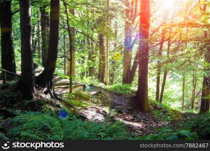 The sun&rsquo;s rays in a summer wood thicket