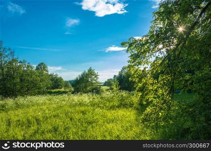 The sun?s rays in the green leaves of the tree. A small meadow, lit by the summer sun.