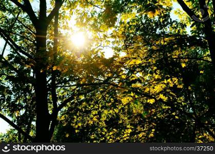 the sun's rays penetrate through the leaves and branches of the oak