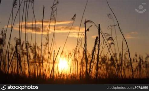 the sun sets behind the reeds