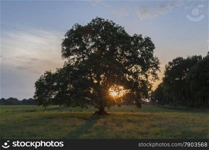 The sun sets in the branches of a tree in the countryside