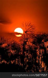 The sun sets over the papyrus in a dark red sky at the Okavango Delta in Botswana.