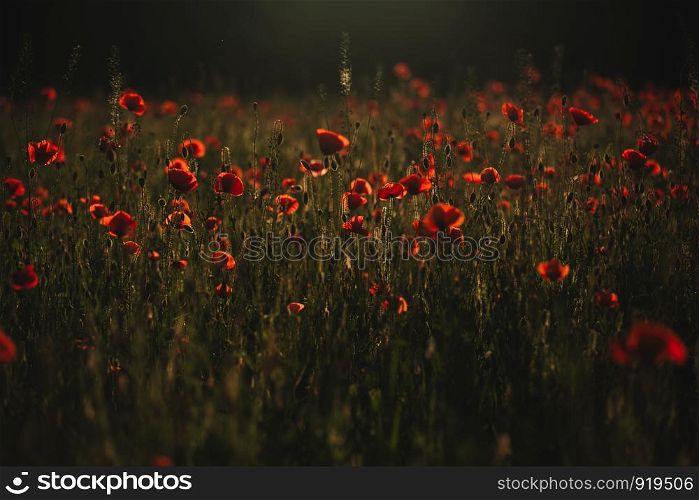 The Sun setting on a field of poppies in the countryside. Red poppies field. The Sun setting on a field of poppies in the countryside