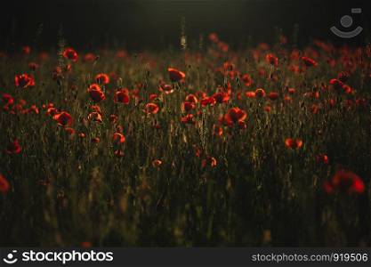 The Sun setting on a field of poppies in the countryside. Red poppies field. The Sun setting on a field of poppies in the countryside