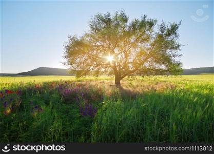 The sun shining through a tree on a meadow. Nature landscape.