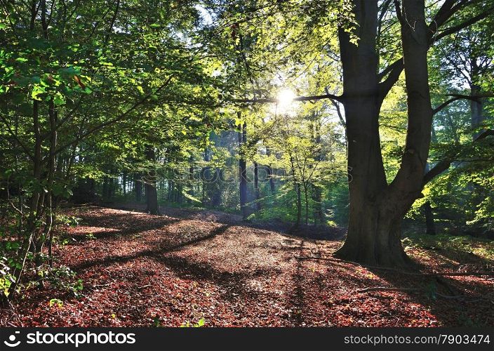 The sun shining through the branches of the forest with a beautiful beech