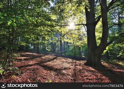 The sun shining through the branches of the forest with a beautiful beech