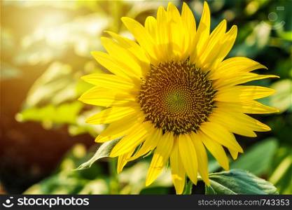 The sunflower gardan in the morning sun.