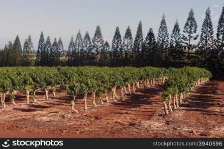 The sunlight beams onto this field of Coffee Plants