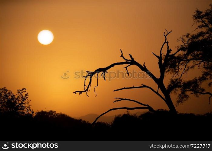 The sunrise over the savannah with trees in foreground. Sunrise over the savannah with trees in foreground