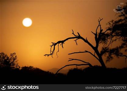 The sunrise over the savannah with trees in foreground. Sunrise over the savannah with trees in foreground