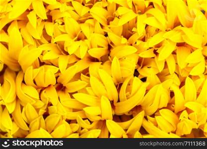The surface of marigold petals