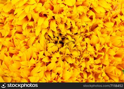 The surface of marigold petals