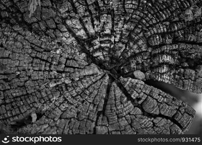 The surface to the tree from being cut Saw the characteristics of the year tree circle Indicates the age of the tree As a background image