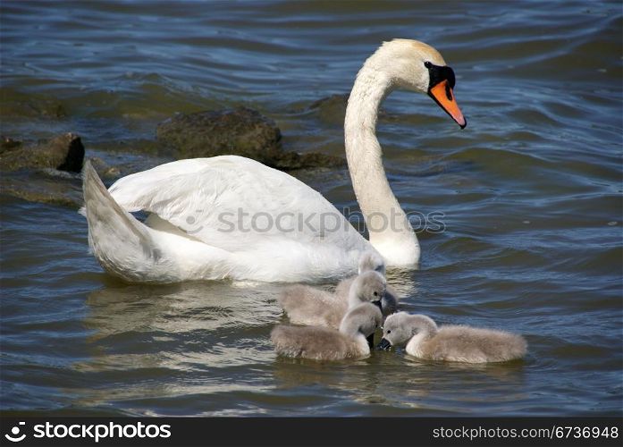 The swan floats on water