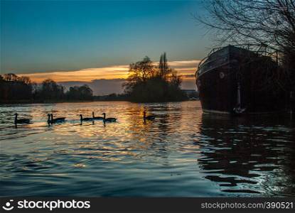 The swarm of ducks swims the kew bridge river at sunset.
