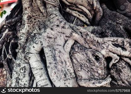 The tangled roots of a tree