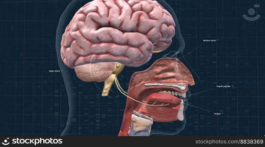 The taste buds are located in the walls and grooves of the papillae. 3D illustration. The taste buds are located in the walls and grooves of the papillae.