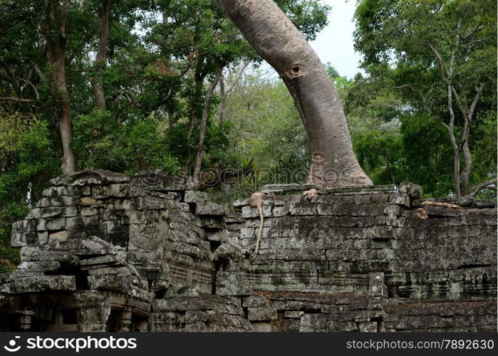 The Temple of Preah Khan in the Temple City of Angkor near the City of Siem Riep in the west of Cambodia.. ASIA CAMBODIA ANGKOR PREAH KHAN