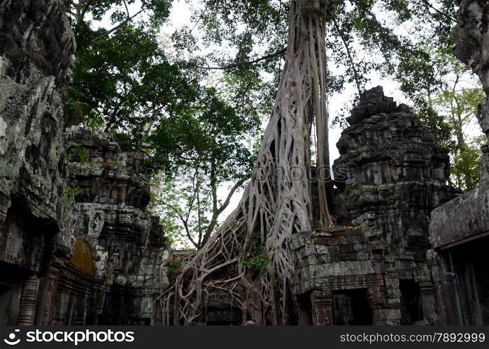 The Temple of Ta Prohm in the Temple City of Angkor near the City of Siem Riep in the west of Cambodia.. ASIA CAMBODIA ANGKOR THOM