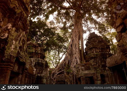 The Temple of Ta Prohm in the Temple City of Angkor near the City of Siem Riep in the west of Cambodia.. ASIA CAMBODIA ANGKOR THOM