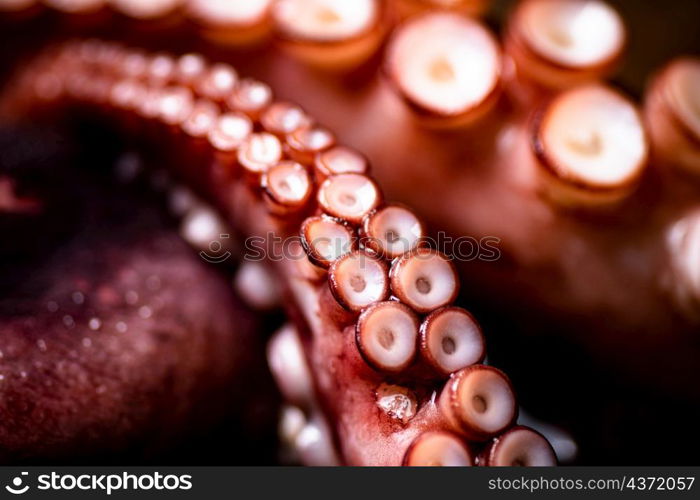 The tentacles of the octopus are boiled in water. Macro background. Octopus texture. High quality photo. The tentacles of the octopus are boiled in water.