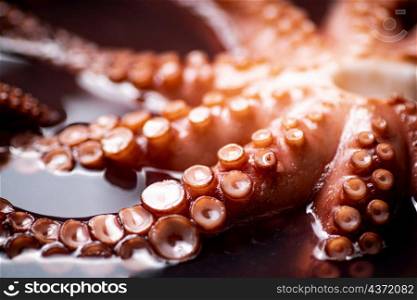The tentacles of the octopus are boiled in water. Macro background. Octopus texture. High quality photo. The tentacles of the octopus are boiled in water.